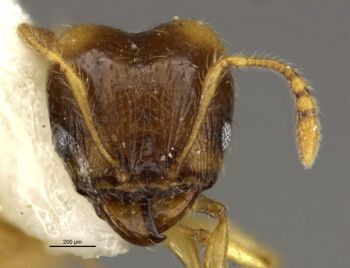 Media type: image;   Entomology 34290 Aspect: head frontal view